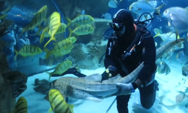 Taucher. Quelle: Youtube Screenshot