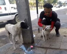 Ein streunender Hund bellte und bat Leute darum, seinem Welpen zu helfen