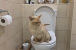 Die erstaunliche Geschichte von Luna und ihrer menschlichen Toilette. Quelle: Youtube Screenshot