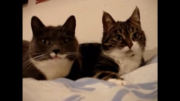 Zwei Katzen. Quelle: Youtube Screenshot