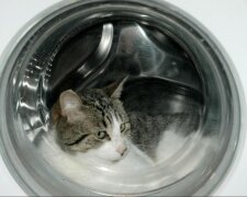 Die Waschmaschine wusch 20 Minuten lang, wenn die Besitzer ihre Katze drin bemerkt haben