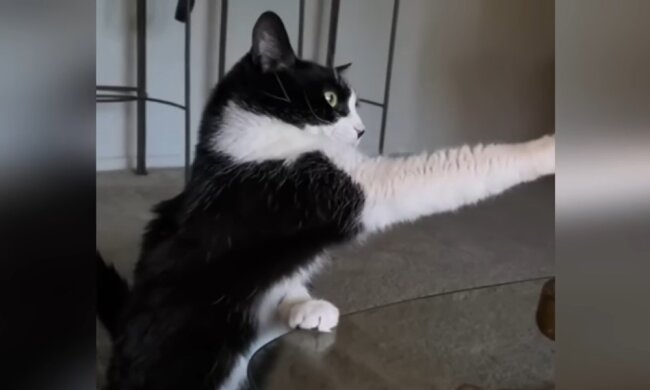 Tierheimkatze. Quelle: Youtube Screenshot