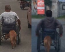 Wahrer Freund: Der Hund schiebt den Rollstuhl des Besitzers und hilft ihm, sich zu bewegen