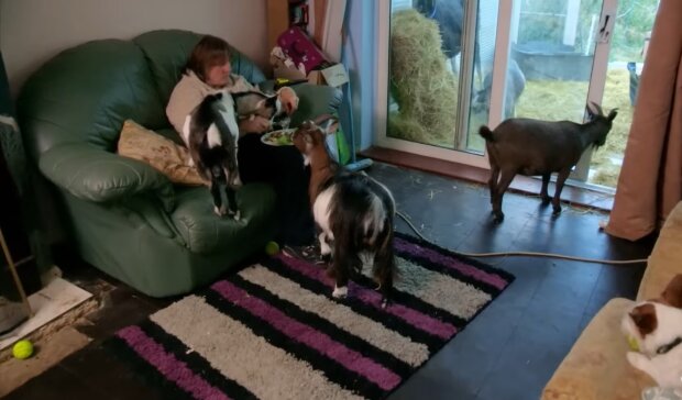 Das Leben mit drei Ziegen. Quelle: Youtube Screenshot