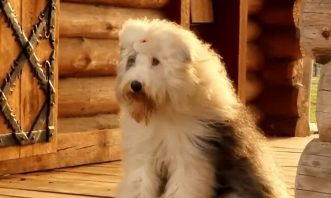 Сharmante Hofassistentin. Quelle: Screenshot YouTube