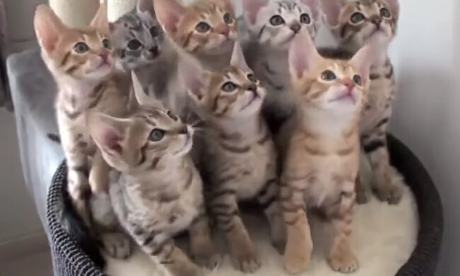 Kätzchen. Quelle: Screenshot Youtube