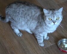 Stanley. Quelle: YouTube Screenshot
