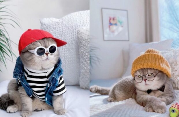 Trägt stilvolle Brillen, Hüte und Kleider: die modischste Katze, die in Amerika lebt