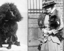 Wie Haustiere sich  in 100 Jahren veränderten:  Hunderassen von 1915