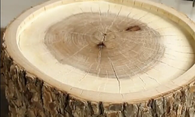 Baumstumpf. Quelle: Screenshot YouTube