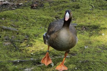 Die Gans. Quelle: Screenshot YouTube