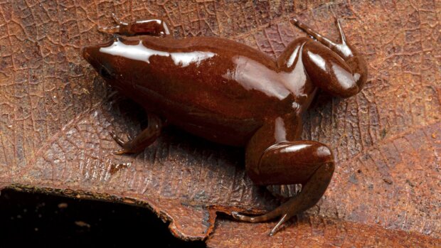 "Schokoladenfrosch" in seiner Lebenswelt. Quelle: www. tengrinews.сom