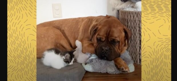 Niedlich und liebevoll: Katzenmama stellt ihr eine Woche altes Kätzchen ihrem Hundefreund vor