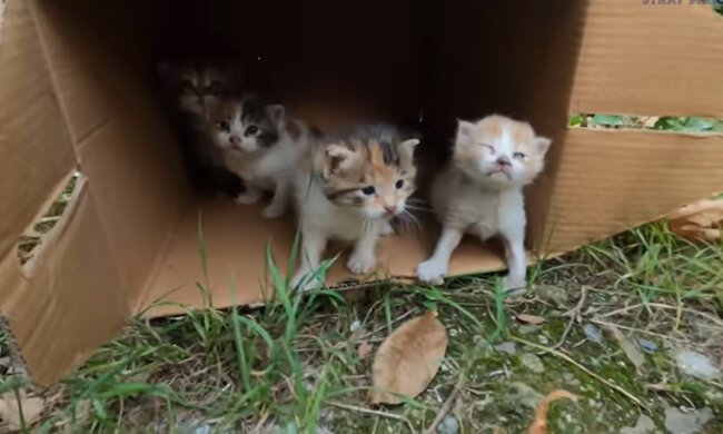 Babykatzen. Quelle: Youtube Screenshot