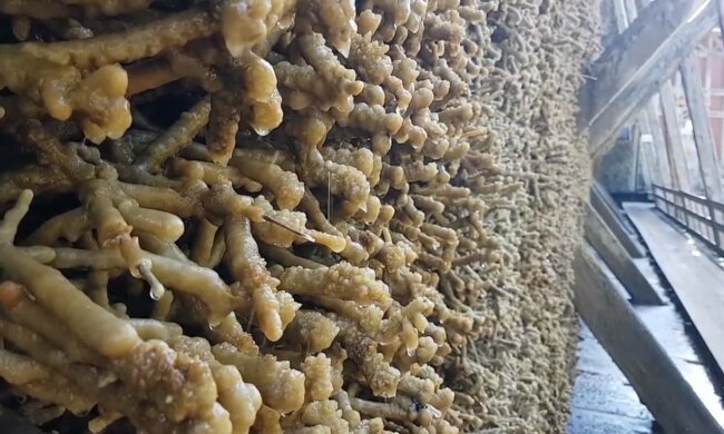 Die Dornenzweige. Quelle:  Screenshot YouTube