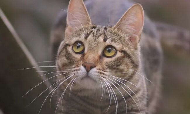 Katze. Quelle: Screenshot Youtube