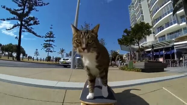 Die Katze fährt Skateboard. Quelle: Youtube Screenshot