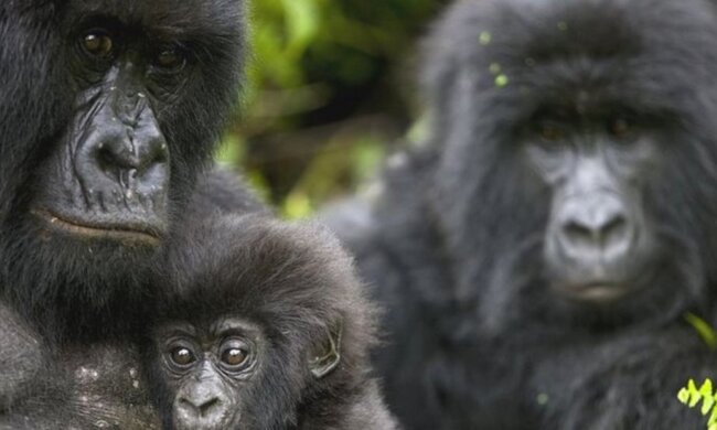 Natur versagt: Wildtierpopulation am Rande der Auslöschung