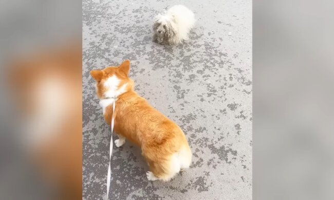 Eine Frau und ihr Corgi. Quelle: Youtube Screenshot