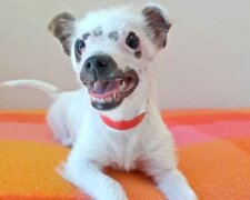 "Wir sind bereit, Glück zu schenken": Familie kam ins Tierheim, um den unschönsten Hund zu holen