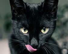 Eine schwarze Katze. Quelle: www. goodhouse.сom