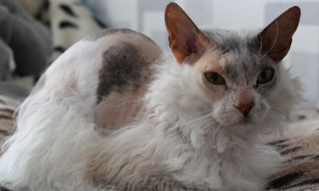 Entzückendes Haustier mit einem schwierigen Schicksal. Quelle: Screenshot YouTube