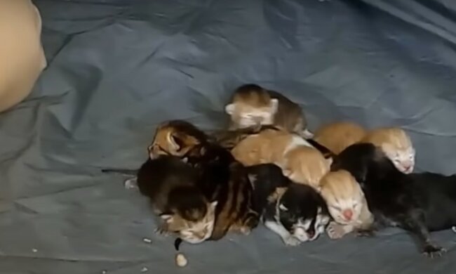Neugeborene Kätzchen. Quelle: Youtube Screenshot