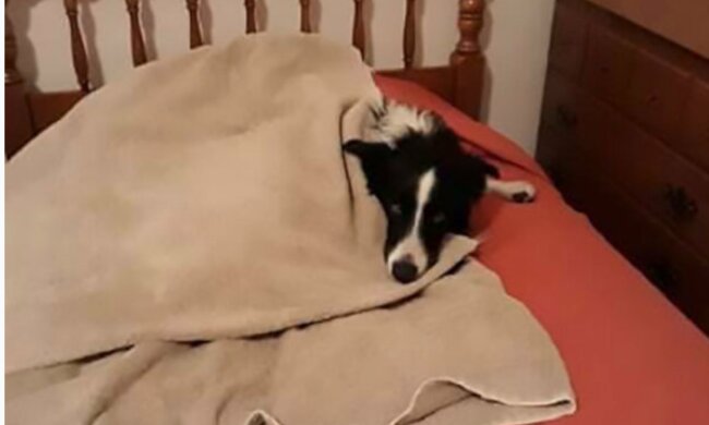 Sie kündigte für ein Haustier: Eine Frau suchte 57 Tage lang nach ihrem Hund