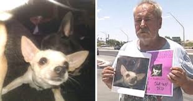 Pet Love: Mann bietet ein Haus mit Schlafzimmer als Belohnung für den verlorenen Hund an
