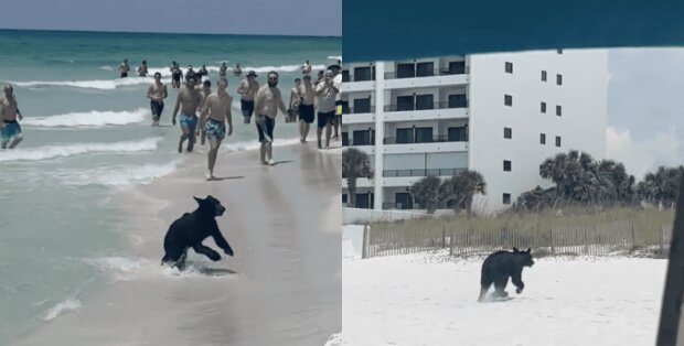 Kam aus dem Meer: Die Menschen waren überrascht, einen Schwarzbären am Strand zu sehen