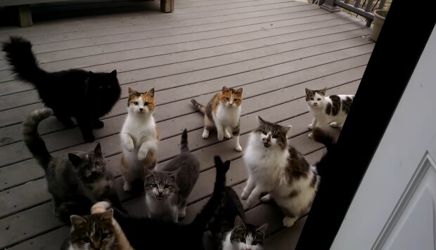Aus Mietvertrag wird Katzenchaos. Quelle: Youtube Screenshot