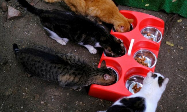 Wohltat: in Spanien wurde ein Tierheim für Katzen eröffnet, die von ihren Besitzern verlassen waren