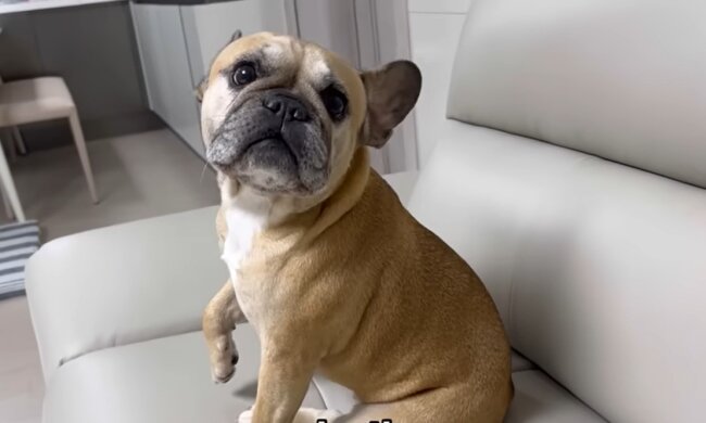 Frenchie. Quelle: Youtube Screenshot