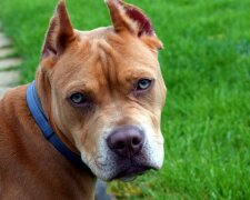 Der 11-jährige Pitbull ließ die Besitzer nicht ins Haus, der kluge Hund fühlte, dass etwas nicht stimmte und rettete Menschen