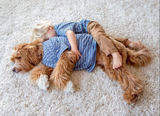 Hund ist der beste Freund eines Menschen: Junge und Welpe trennen sich nicht einmal beim Schlafen