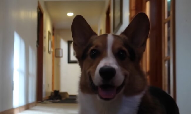 Rola. Quelle: YouTube Screenshot