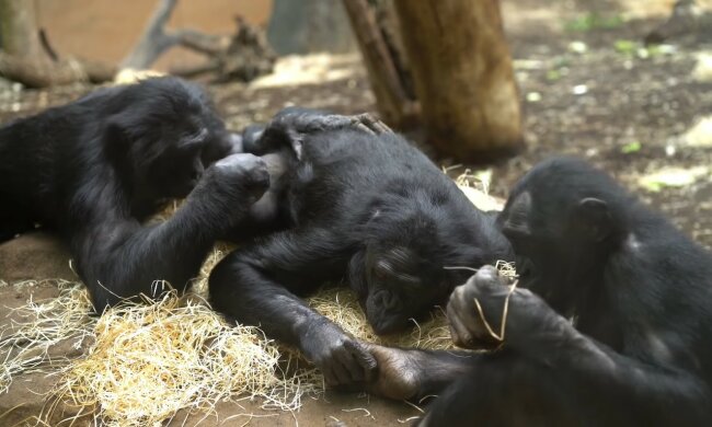 Schimpansen helfen bei der Pflege eines schwachen Welpen und das Baby wird dabei gesund