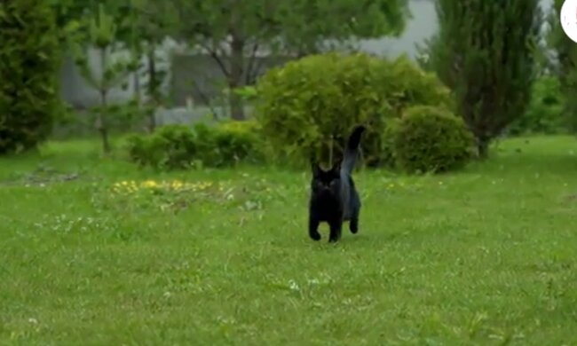 Ein unwillkommener Gast im Garten. Quelle: Screenshot YouTube