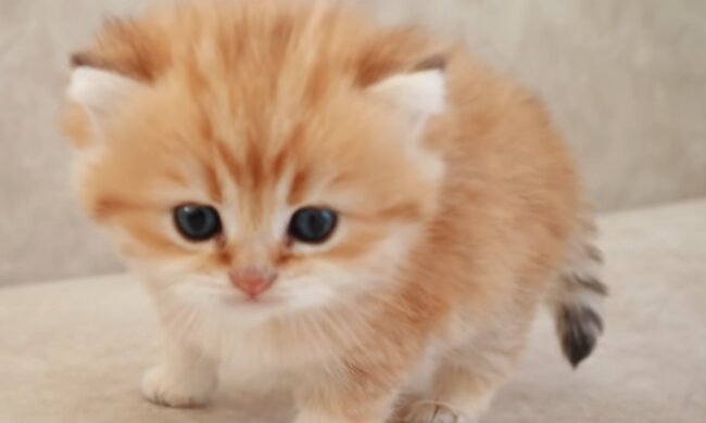 Kleines Kätzchen. Quelle: YouTube Screenshot