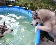 Eine Hündin ist in den Pool gefallen und konnte nicht mehr herauskommen, aber ihr Freund, ein Hund, hat dabei geholfen