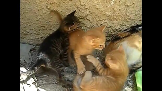 Drei Kätzchen. Quelle: Youtube Screenshot