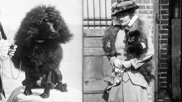 Wie Haustiere sich  in 100 Jahren veränderten:  Hunderassen von 1915