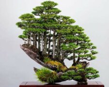 Die überfeinerte Kunst: Der Künstler schafft Wälder aus Bonsai-Bäumen