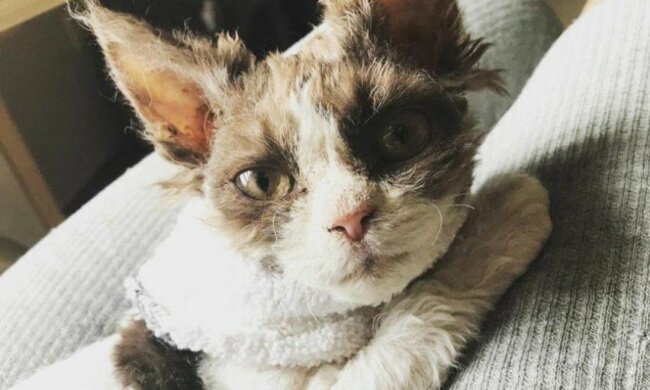 Die Geschichte von besonderer Katze Appa, die niemand aus dem Tierheim nehmen wollte