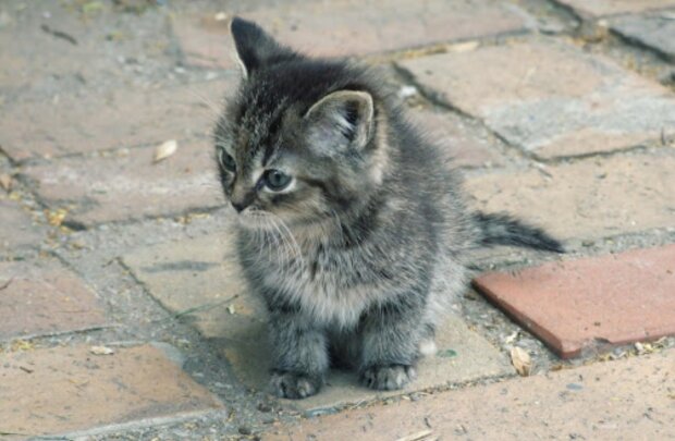 In einer regnerischen Nacht holte der Mann ein Kätzchen vom Dach seines Hauses: Es wuchs zu einer hübschen Katze heran