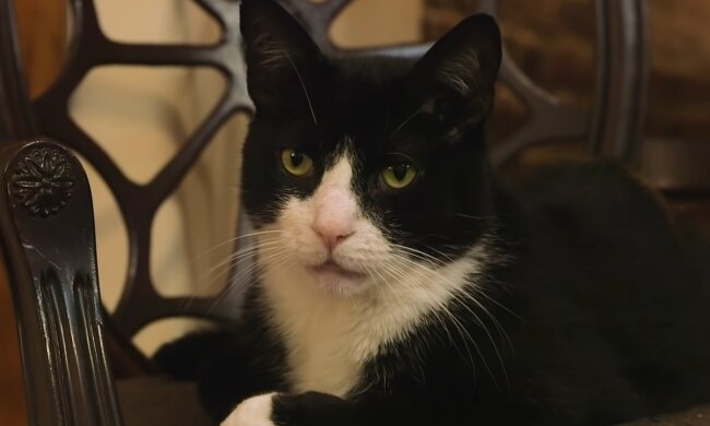 Kater Zuko. Quelle: Screenshot Youtube