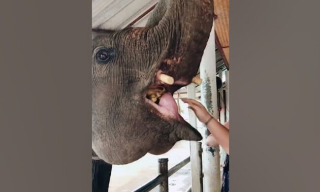 Ein unvergesslicher Vorfall. Quelle: Screenshot YouTube