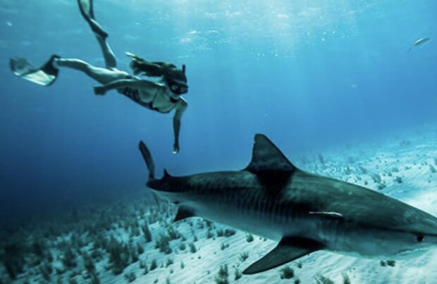 Ein Mädchen schwimmt mit Haien. Quelle: www. petpop.сom