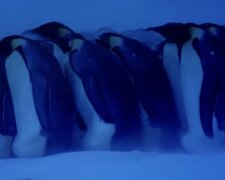 Pinguine. Quelle: Screenshot YouTube