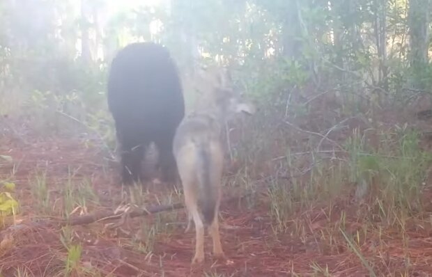 Kojote und Bär. Quelle: YouTube Screenshot